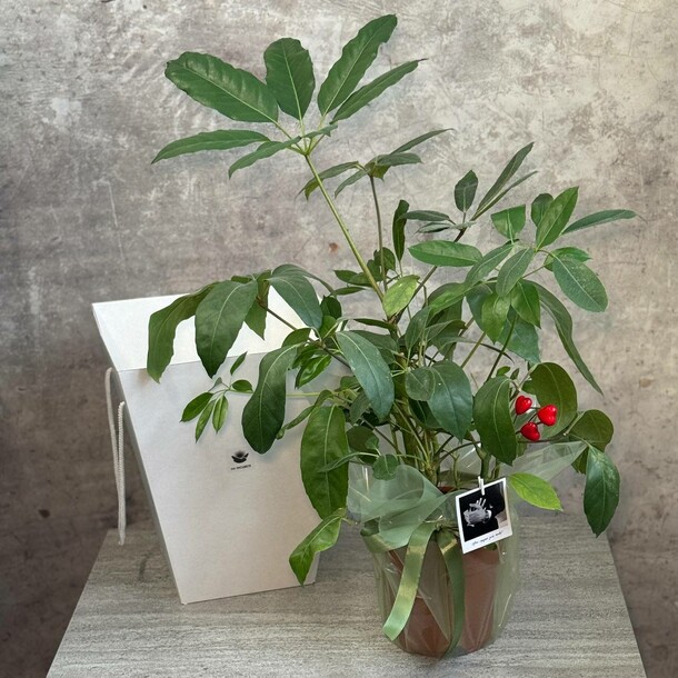 🌿 шефлера, артикул F1373235 - 5114 рублей, доставка по городу. Flawery - доставка цветов