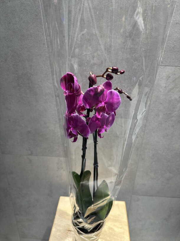 Орхидея ярко-розовая, артикул F1359735 - 5775 рублей, доставка по городу. Flawery - доставка цветов