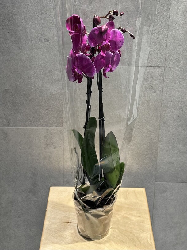 Орхидея фиолетовая, артикул F1359812 - 5775 рублей, доставка по городу. Flawery - доставка цветов