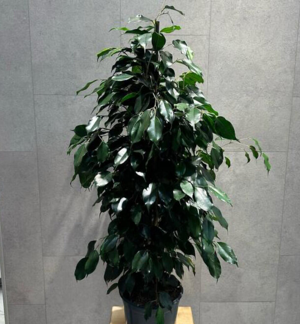 Фикус бенджамина даниэль, артикул F1359823 - 13613 рублей, доставка по городу. Flawery - доставка цветов