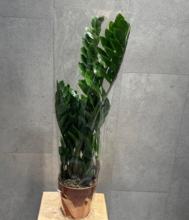 Замиокулькас, артикул F1359829 - 6897 рублей, доставка по городу. Flawery - доставка цветов