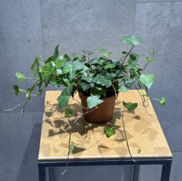 Хедера, артикул F1359876 - 1815 рублей, доставка по городу. Flawery - доставка цветов