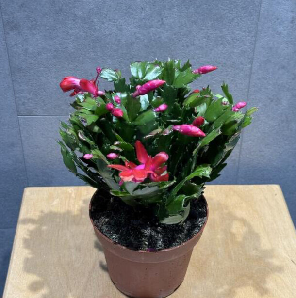 Декабрист, артикул F1359940 - 2475 рублей, доставка по городу. Flawery - доставка цветов