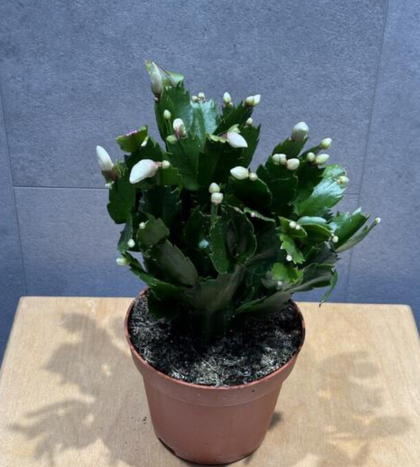 Декабрист, артикул F1359941 - 2475 рублей, доставка по городу. Flawery - доставка цветов