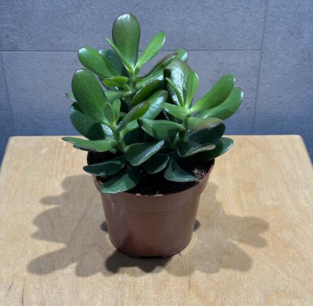 Денежное дерево, артикул F1359942 - 1980 рублей, доставка по городу. Flawery - доставка цветов