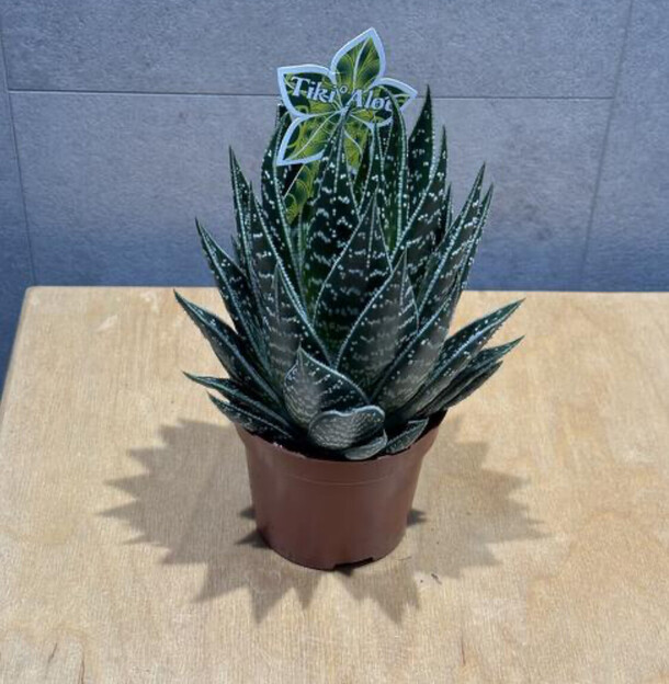 Алое тики таки, артикул F1359946 - 1650 рублей, доставка по городу. Flawery - доставка цветов