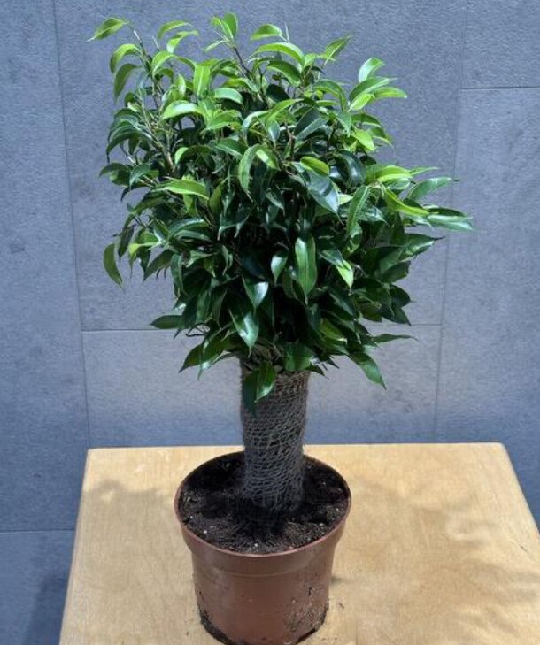 Фикус наташа, артикул F1359949 - 1650 рублей, доставка по городу. Flawery - доставка цветов