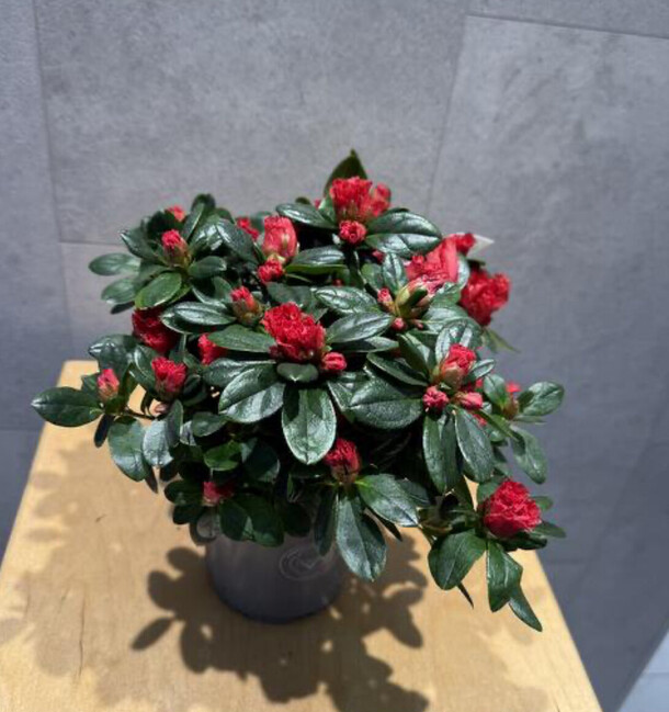 Азалия, артикул F1359956 - 2700 рублей, доставка по городу. Flawery - доставка цветов