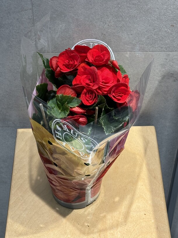 Бегония, артикул F1360261 - 2970 рублей, доставка по городу. Flawery - доставка цветов