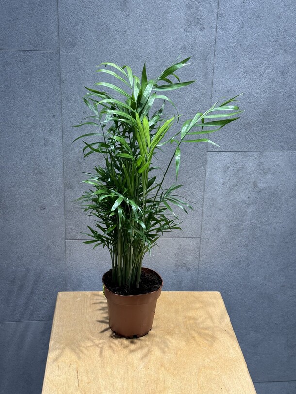 Хамедория, артикул F1361798 - 1980 рублей, доставка по городу. Flawery - доставка цветов