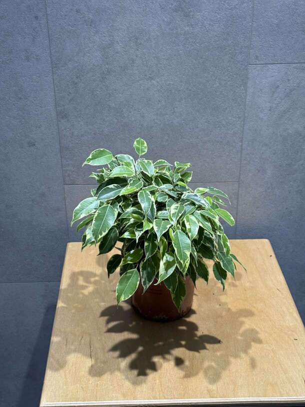 Фикус, артикул F1361801 - 1815 рублей, доставка по городу. Flawery - доставка цветов