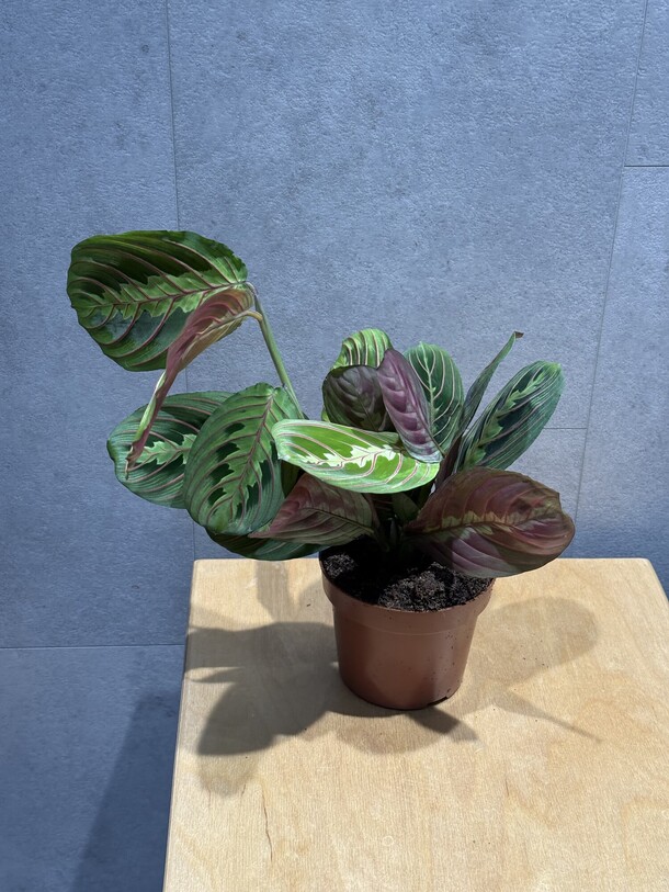 Маранта, артикул F1361804 - 1980 рублей, доставка по городу. Flawery - доставка цветов