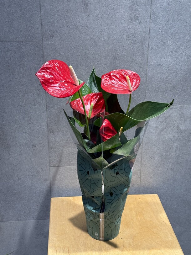 Антуриум, артикул F1361807 - 4180 рублей, доставка по городу. Flawery - доставка цветов