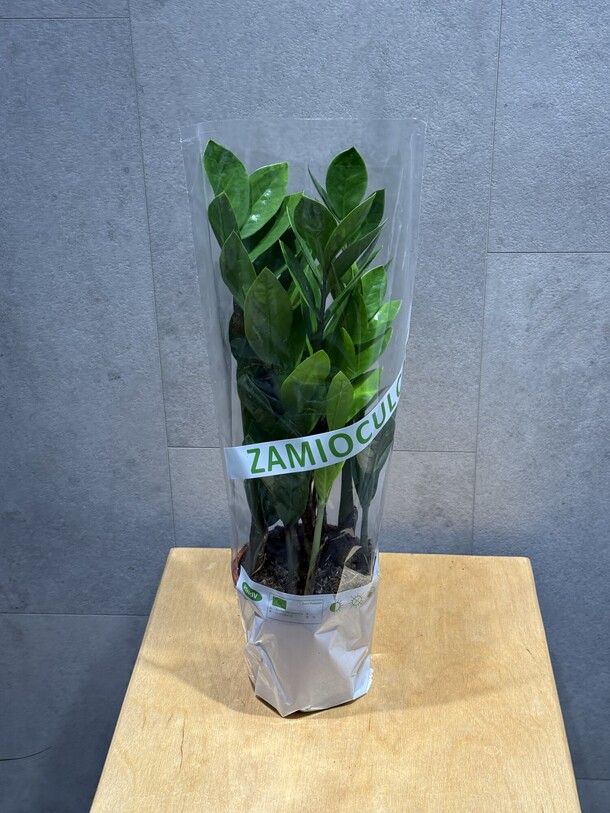 Замиокулькас, артикул F1361818 - 2970 рублей, доставка по городу. Flawery - доставка цветов