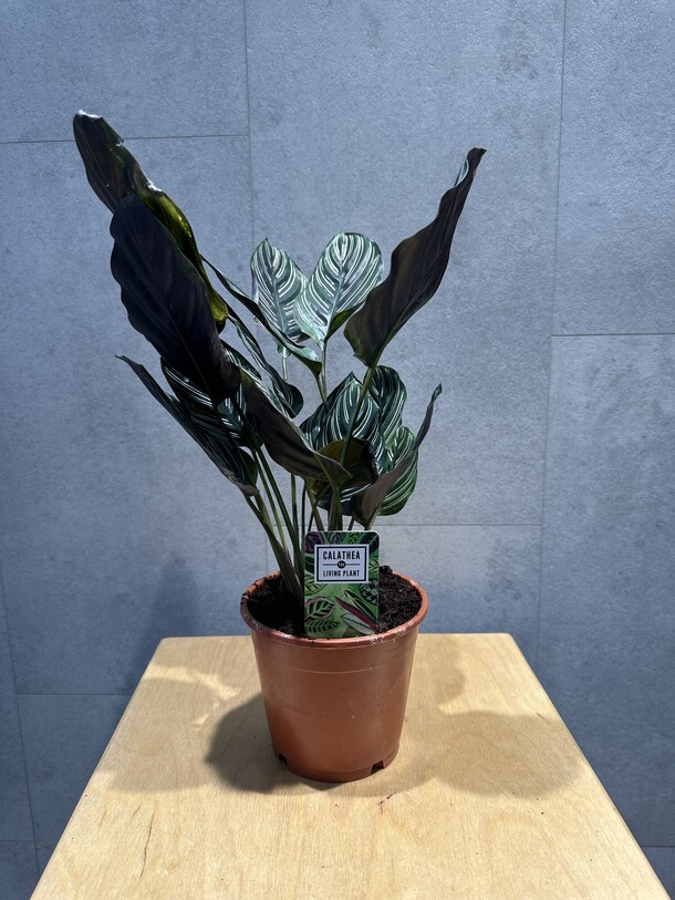 Калатея сандериана, артикул F1372416 - 3795 рублей, доставка по городу. Flawery - доставка цветов