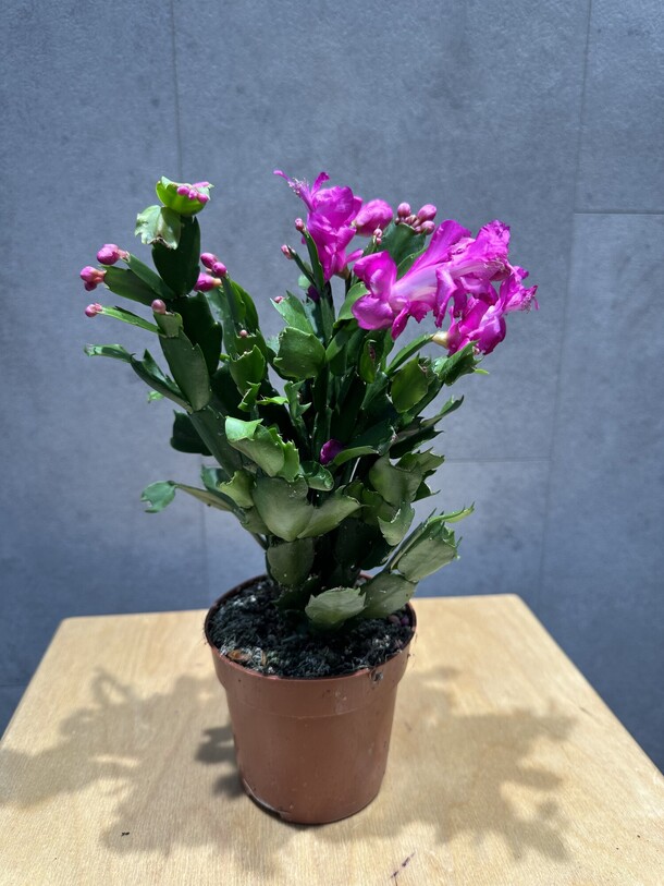 Декабрист, артикул F1372428 - 1650 рублей, доставка по городу. Flawery - доставка цветов