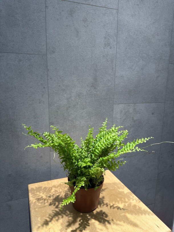 Нефролепис, артикул F1372434 - 1980 рублей, доставка по городу. Flawery - доставка цветов