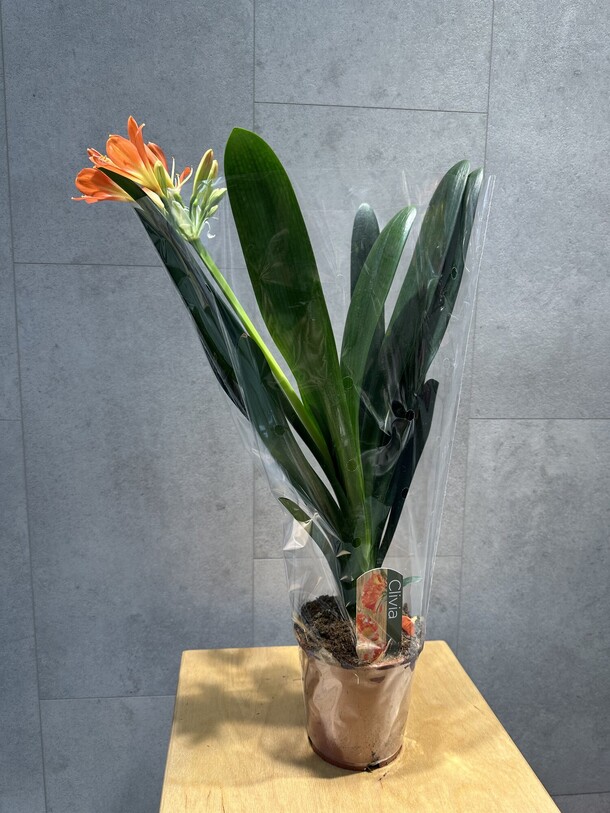 Кливия, артикул F1372435 - 4620 рублей, доставка по городу. Flawery - доставка цветов