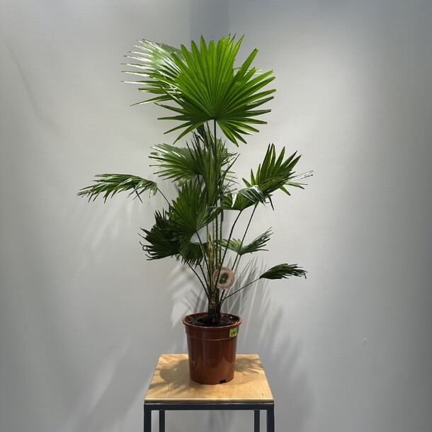 Ливингстон, артикул F1372439 - 10725 рублей, доставка по городу. Flawery - доставка цветов