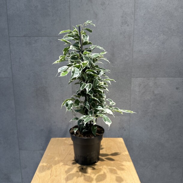 Фикус бенджамина 1, артикул F1372444 - 3630 рублей, доставка по городу. Flawery - доставка цветов