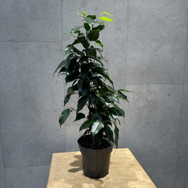 Фикус бенджамина, артикул F1372449 - 3630 рублей, доставка по городу. Flawery - доставка цветов