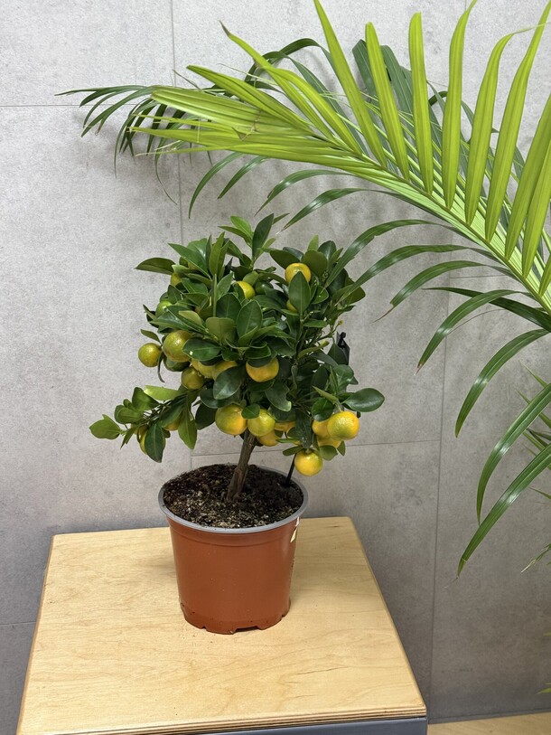 Мандарин, артикул F1405058 - 7425 рублей, доставка по городу. Flawery - доставка цветов