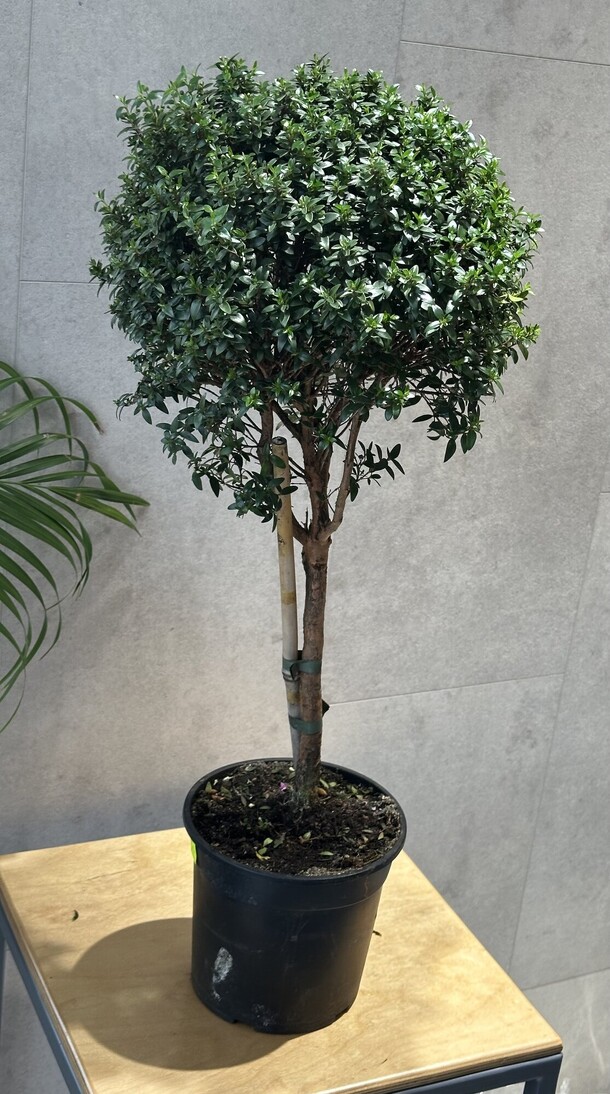 Мирт, артикул F1405833 - 9900 рублей, доставка по городу. Flawery - доставка цветов