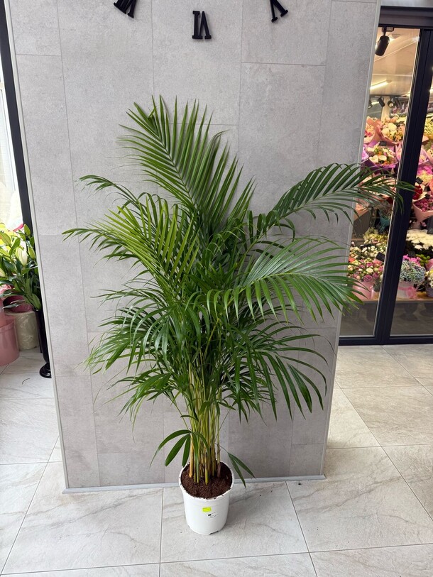 Ховея, артикул F1405879 - 24750 рублей, доставка по городу. Flawery - доставка цветов