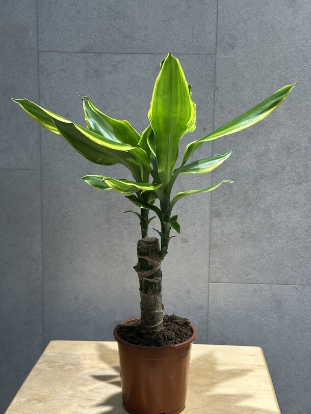 Драцена, артикул F1420158 - 2530 рублей, доставка по городу. Flawery - доставка цветов
