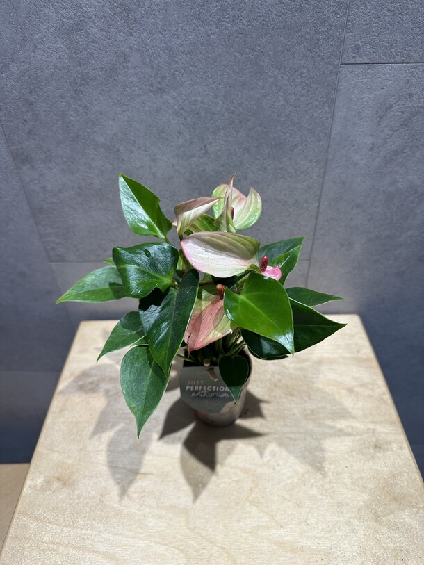 Антуриум, артикул F1436867 - 2475 рублей, доставка по городу. Flawery - доставка цветов