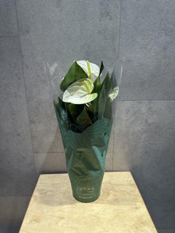 Антуриум, артикул F1436870 - 3795 рублей, доставка по городу. Flawery - доставка цветов