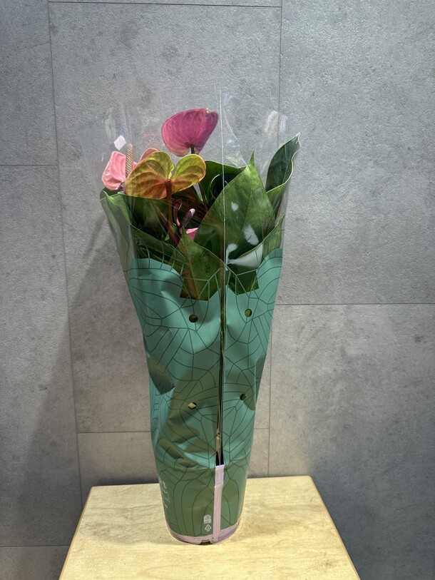 Антуриум, артикул F1436874 - 4620 рублей, доставка по городу. Flawery - доставка цветов