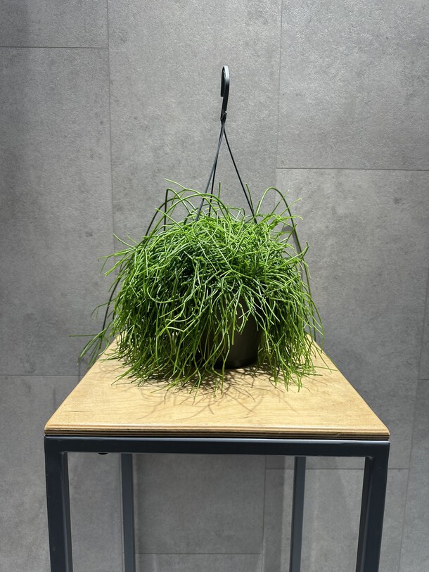 Рипсалис, артикул F1471605 - 5775 рублей, доставка по городу. Flawery - доставка цветов