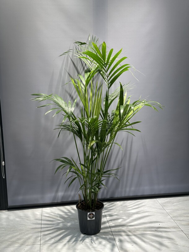 Пальма, артикул F1498909 - 24750 рублей, доставка по городу. Flawery - доставка цветов