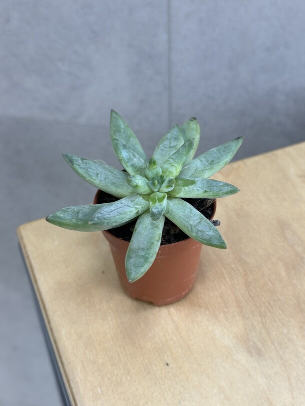 Суккулент, артикул F1536610 - 550 рублей, доставка по городу. Flawery - доставка цветов