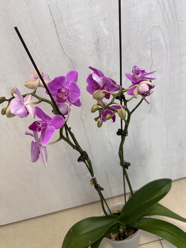 Орхидея фаленопсис, артикул F1453588 - 2300 рублей, доставка по городу. Flawery - доставка цветов