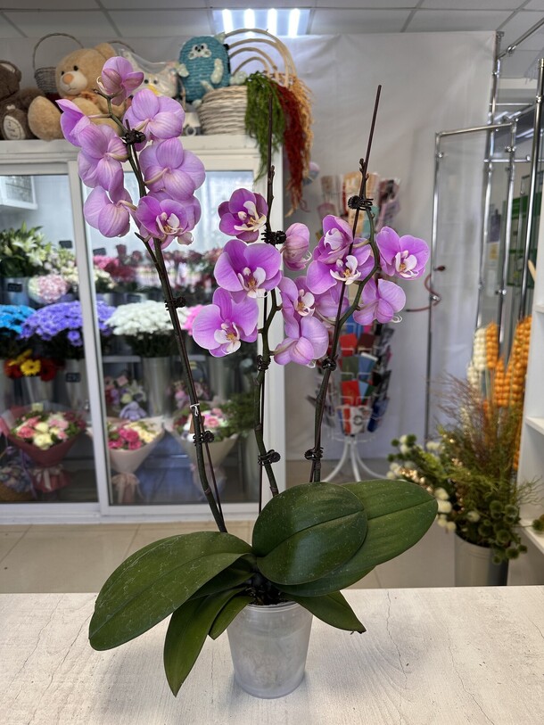 Орхидея фаленопсис, артикул F1453590 - 2700 рублей, доставка по городу. Flawery - доставка цветов