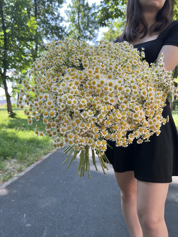 Букет из ромашек под ленту, артикул F1430248 - 13310 рублей, доставка по городу. Flawery - доставка цветов