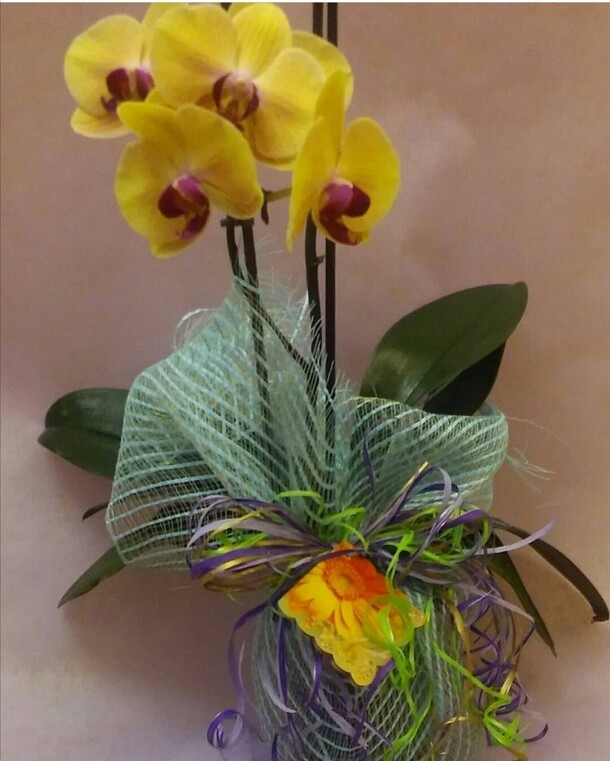 Орхидея фаленопсис, артикул F1084297 - 3100 рублей, доставка по городу. Flawery - доставка цветов