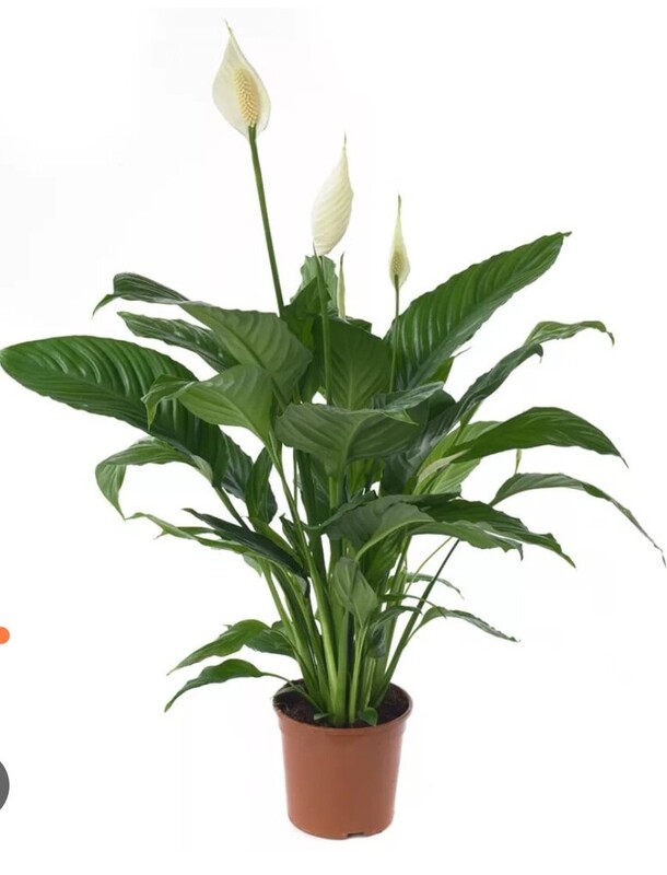 Спатифиллум, артикул F1204839 - 1949 рублей, доставка по городу. Flawery - доставка цветов