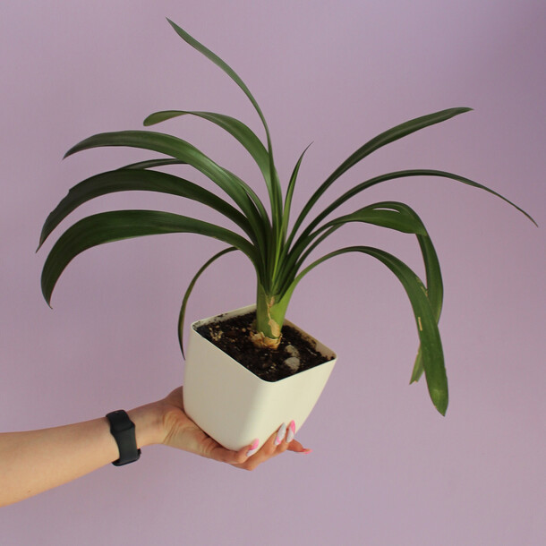 Кливия в белом горшке, артикул F1471353 - 1850 рублей, доставка по городу. Flawery - доставка цветов