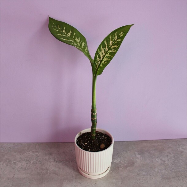 Диффенбахия в горшке, артикул F1473840 - 3150 рублей, доставка по городу. Flawery - доставка цветов