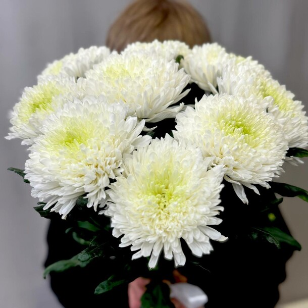 Букет хризантем магнум, артикул F1399951 - 7248 рублей, доставка по городу. Flawery - доставка цветов