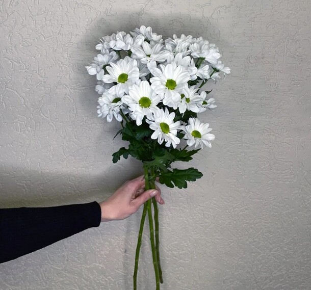 Хризантема под ленту, артикул F1362147 - 1983 рублей, доставка по городу. Flawery - доставка цветов