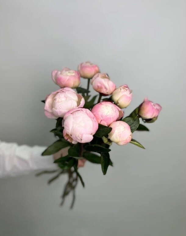 Пионы нежно-розовые 9 шт, артикул F1416813 - 4050 рублей, доставка по городу. Flawery - доставка цветов