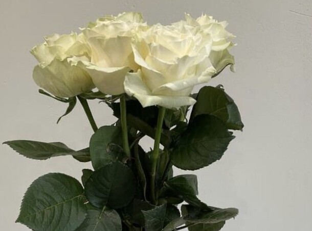 5 белых роз под ленту, артикул F1378264 - 1850 рублей, доставка по городу. Flawery - доставка цветов