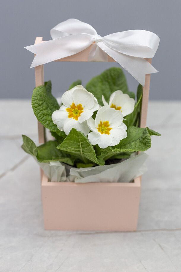 Примула в деревянном яз=щике, артикул F1383945 - 1000 рублей, доставка по городу. Flawery - доставка цветов