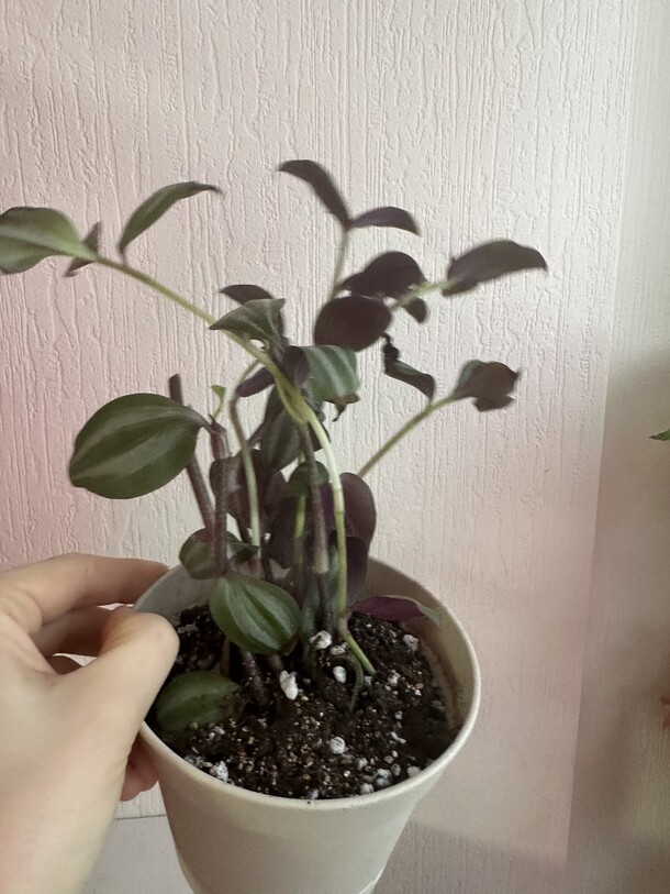 Традесканция зебрина, артикул F1244055 - 750 рублей, доставка по городу. Flawery - доставка цветов