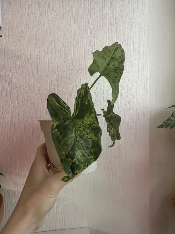 Сингониум мотлед, артикул F1244075 - 900 рублей, доставка по городу. Flawery - доставка цветов