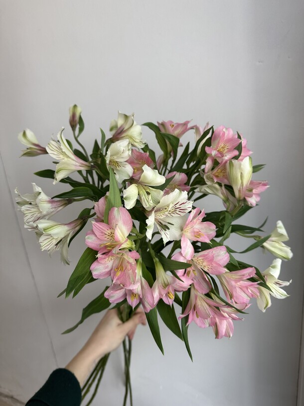 Яркий букет из альстромерий, артикул F1266089 - 2091 рублей, доставка по городу. Flawery - доставка цветов